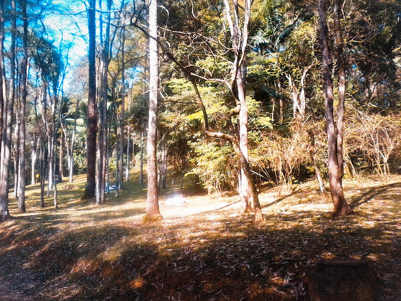Horto Florestal