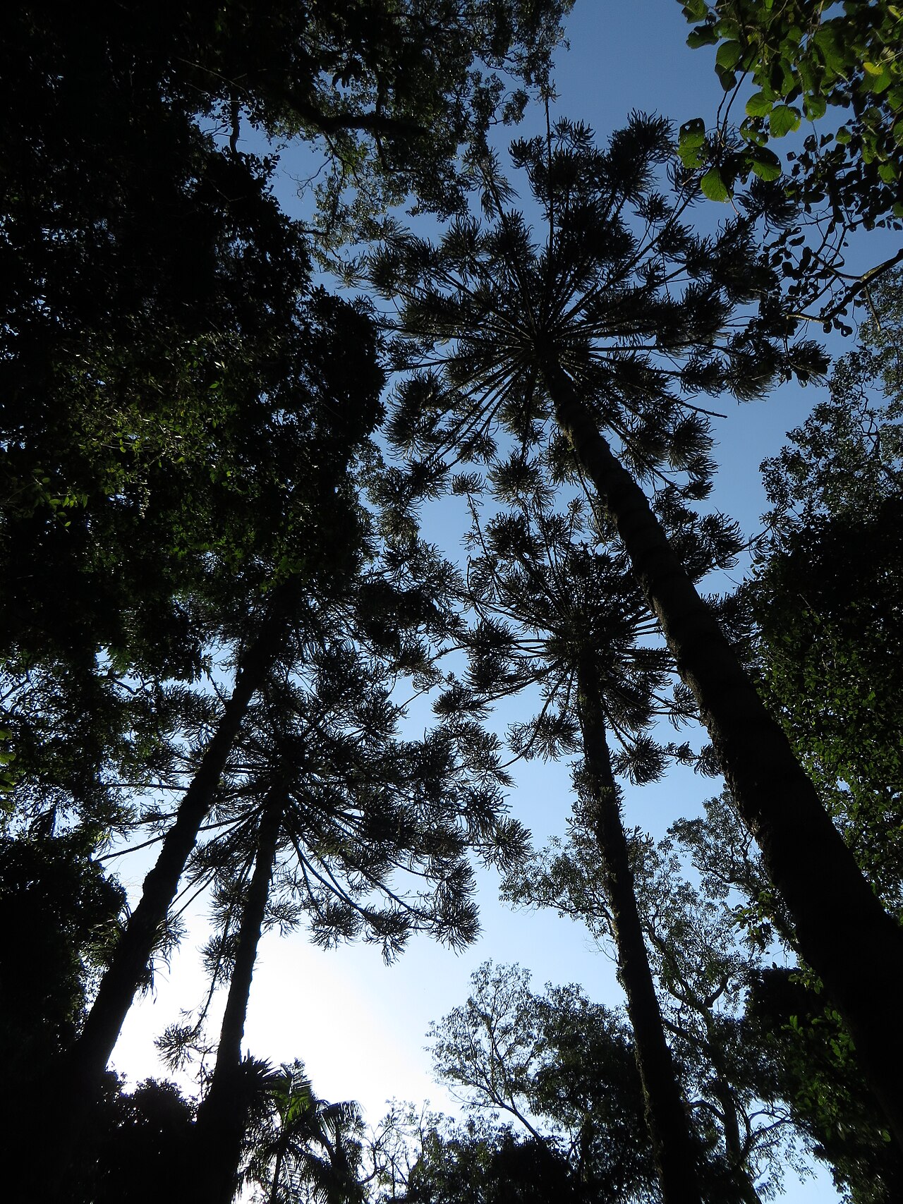 Parque Estadual da Cantareira